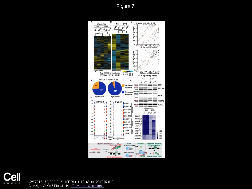 Figure 7 Cell 2017 170, 899-912.e10DOI: (10.1016/j.cell.2017.07.010) Copyright © 2017 Elsevier Inc. Terms and